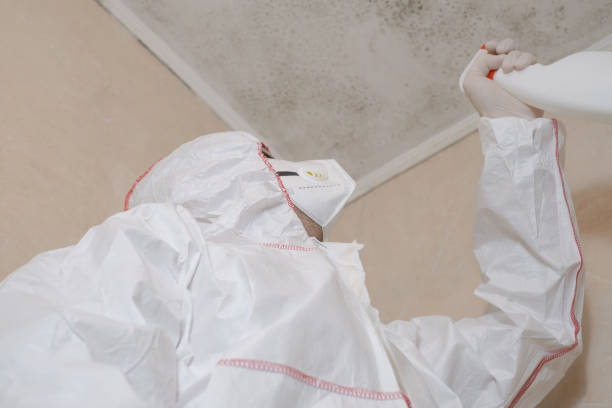 Why You Should Choose Our Mold Remediation Services in Franklinville, NC